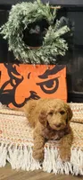 Boy red, a female Double Doodle for sale in Yale, OK – Photo 4 of 5
