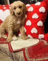 Boy blue , a male Goldendoodle for sale in Yale, OK – Photo 5 of 6