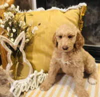 Boy blue , a male Goldendoodle for sale in Yale, OK – Photo 4 of 6