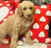Boy blue , a male Goldendoodle for sale in Yale, OK – Photo 1 of 6