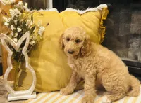 Boy blue , a male Goldendoodle for sale in Yale, OK – Photo 6 of 6
