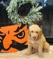 Boy blue , a male Goldendoodle for sale in Yale, OK – Photo 3 of 6