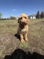 Donut, a male Goldendoodle and Labradoodle for sale in Cushing, OK – Photo 2 of 5