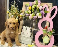 Boy blue , a male Goldendoodle for sale in Yale, OK – Photo 2 of 6