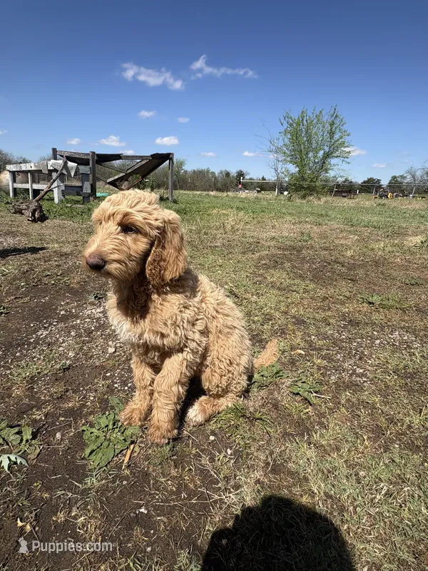 Donut – Goldendoodle, Labradoodle puppy for sale in Cushing, OK