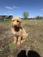 Donut, a male Goldendoodle and Labradoodle for sale in Cushing, OK – Photo 3 of 5
