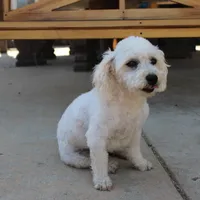 Paulie, a female Bichon Frise for sale in Woodlake, CA – Photo 1 of 2