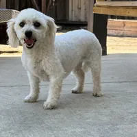 Paulie, a female Bichon Frise for sale in Woodlake, CA – Photo 2 of 2