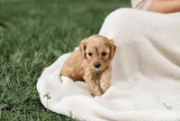 Roxie, a female Cavapoo for sale in Myerstown, PA – 3 of 9