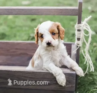Jasper – Cavapoo puppy for sale in Myerstown, PA