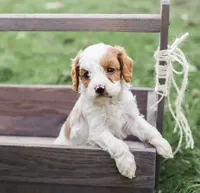 Jasper, a male Cavapoo for sale in Myerstown, PA – 1 of 9