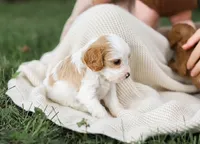 Butterball, a female Cavapoo for sale in Myerstown, PA – 2 of 10