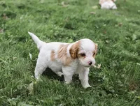 Butterball, a female Cavapoo for sale in Myerstown, PA – 3 of 10