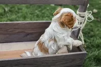 Jasper, a male Cavapoo for sale in Myerstown, PA – 2 of 9