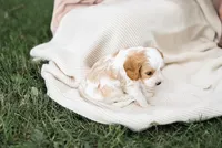 Max, a male Cavapoo for sale in Myerstown, PA – 6 of 10