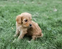 Roxie, a female Cavapoo for sale in Myerstown, PA – 5 of 9