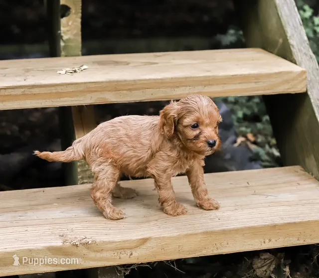 Barkley – Cavapoo puppy for sale in Myerstown, PA