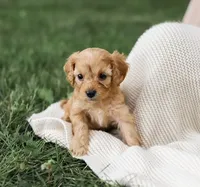 Roxie, a female Cavapoo for sale in Myerstown, PA – 4 of 9