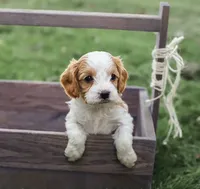 Max, a male Cavapoo for sale in Myerstown, PA – 4 of 10