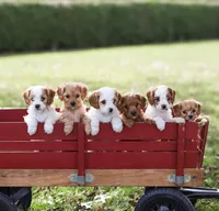 Barkley, a male Cavapoo for sale in Myerstown, PA – 8 of 10