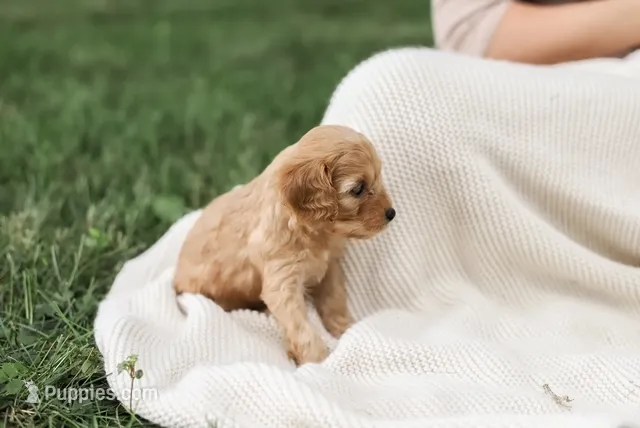 Roxie – Cavapoo puppy for sale in Myerstown, PA