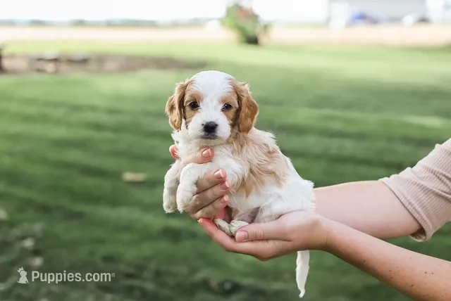 Max – Cavapoo puppy for sale in Myerstown, PA