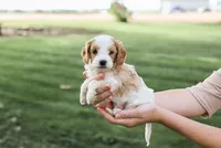 Max, a male Cavapoo for sale in Myerstown, PA – 1 of 10