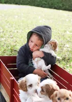 Jasper, a male Cavapoo for sale in Myerstown, PA – 7 of 9