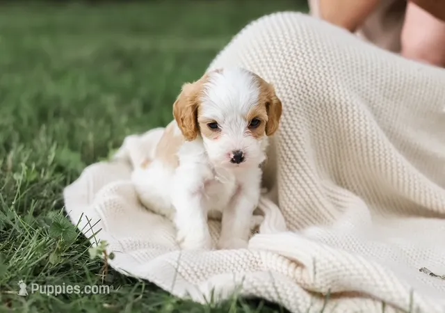 Butterball – Cavapoo puppy for sale in Myerstown, PA