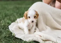 Butterball, a female Cavapoo for sale in Myerstown, PA – 1 of 10