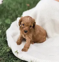 Barkley, a male Cavapoo for sale in Myerstown, PA – 3 of 10