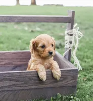 Roxie, a female Cavapoo for sale in Myerstown, PA – 2 of 9
