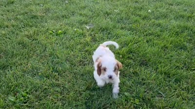 Roxie, a female Cavapoo for sale in Myerstown, PA – 9 of 9
