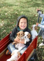 Jasper, a male Cavapoo for sale in Myerstown, PA – 8 of 9