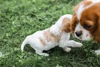 Butterball, a female Cavapoo for sale in Myerstown, PA – 5 of 10