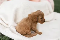 Barkley, a male Cavapoo for sale in Myerstown, PA – 2 of 10