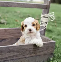 Butterball, a female Cavapoo for sale in Myerstown, PA – 4 of 10