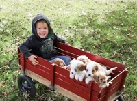 Roxie, a female Cavapoo for sale in Myerstown, PA – 7 of 9