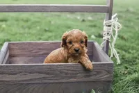 Barkley, a male Cavapoo for sale in Myerstown, PA – 4 of 10