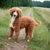 Barkley, a male Cavapoo for sale in Myerstown, PA – 6 of 10