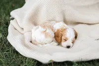 Max, a male Cavapoo for sale in Myerstown, PA – 5 of 10