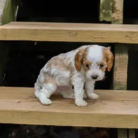 Max, a male Cavapoo for sale in Myerstown, PA – 2 of 10