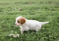 Butterball, a female Cavapoo for sale in Myerstown, PA – 6 of 10