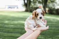 Max, a male Cavapoo for sale in Myerstown, PA – 3 of 10