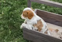 Jasper, a male Cavapoo for sale in Myerstown, PA – 3 of 9