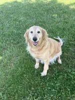 Piper, a female Golden Retriever for sale in Plymouth, IN – 2 of 5