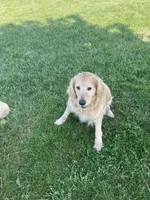 Piper, a female Golden Retriever for sale in Plymouth, IN – 3 of 5