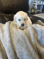 Beau, a male Golden Retriever for sale in Plymouth, IN – 4 of 4
