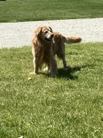 Titus, a male Golden Retriever for sale in Plymouth, IN – 2 of 4