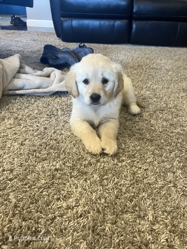 Paisley  – Golden Retriever puppy for sale in Plymouth, IN